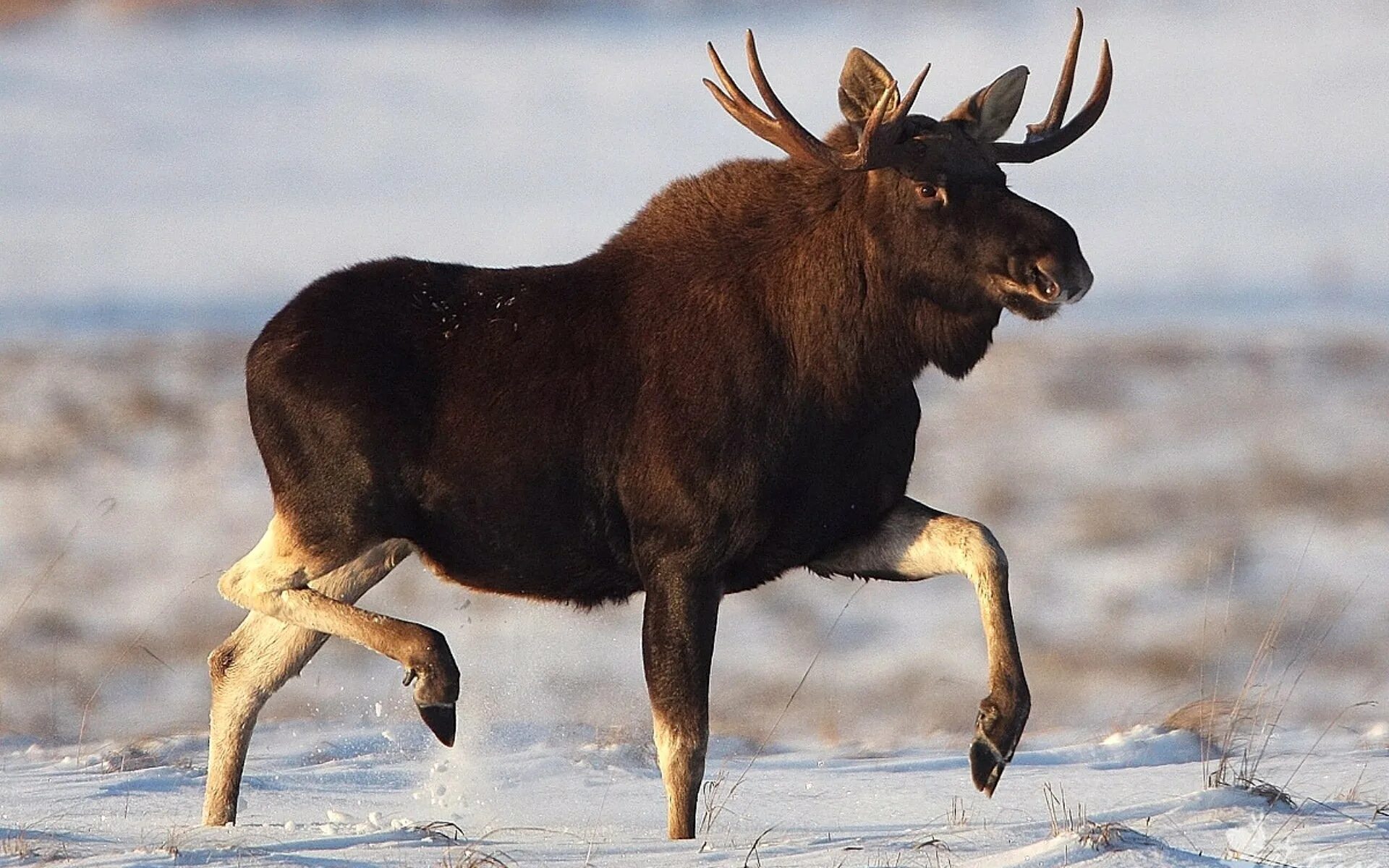 Лось в Новосибирской области. Европейский Лось alces alces. Амурский Лось. Лось в Челябинской области. Уральский лось