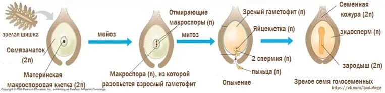 Не нуждаются в воде для оплодотворения