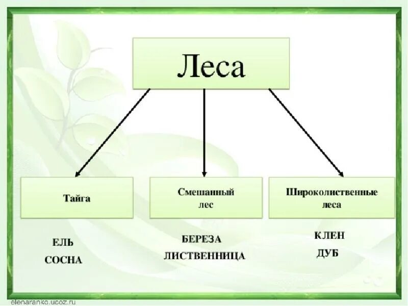 Раскройте особенности тайги смешанных и широколиственных. Тайга смешанный лес широколиственный лес. схема тайга смешанный лес широколиственный лес. схема тайги смешанного и широколиственного лесов. тайга смешанный лес широколиственный лес 4 класс.