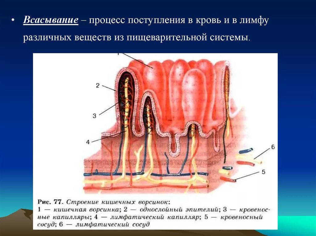 Через кишечник ворсинки в кровь всасываются. Всасывание это процесс. Процесс всасывания в тонком кишечнике. Что всасывается в лимфу. Строение всасывания.