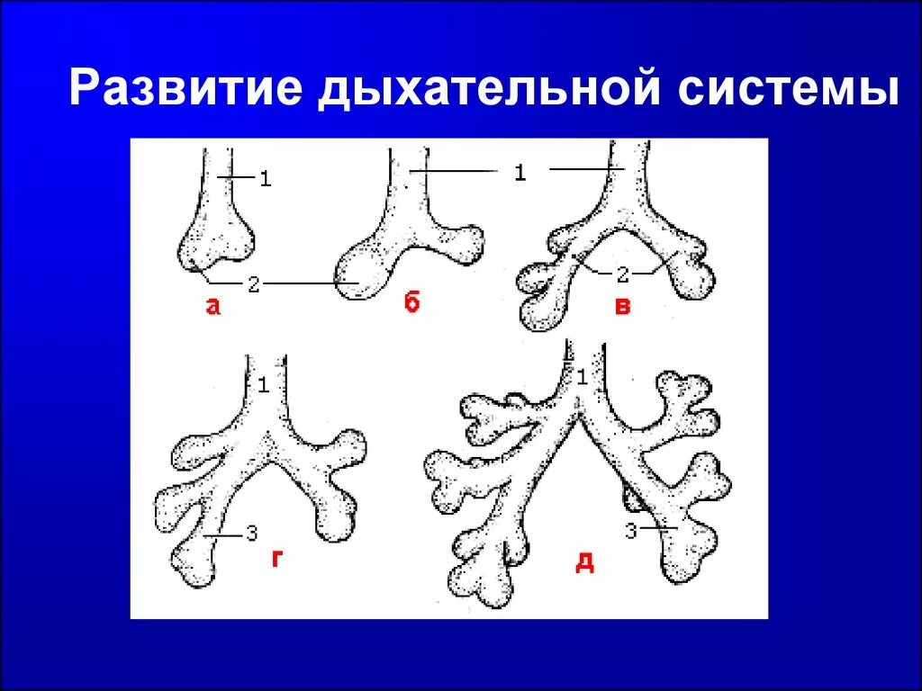 Дыхательная система развивается из