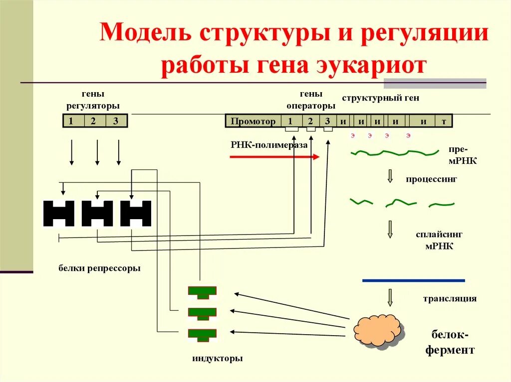 Экспрессия прокариот. Регуляция активности генов у эукариот схема. Регуляция работы генов у эукариот схема. Строение структурных генов у про- и эукариот. Схема регуляции генов у эукариот.