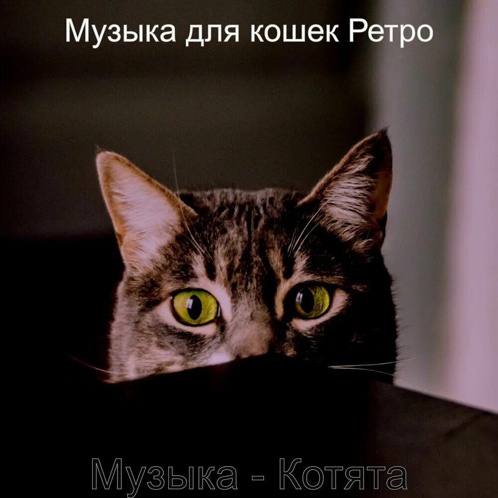 Музыка для кошек. Мелодии про кошек. Звук кошки. Песня про котят. Музыка под кошку