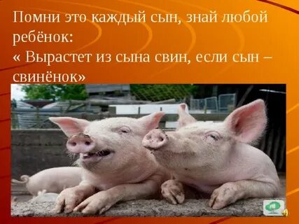 Не выбирай дона свина
