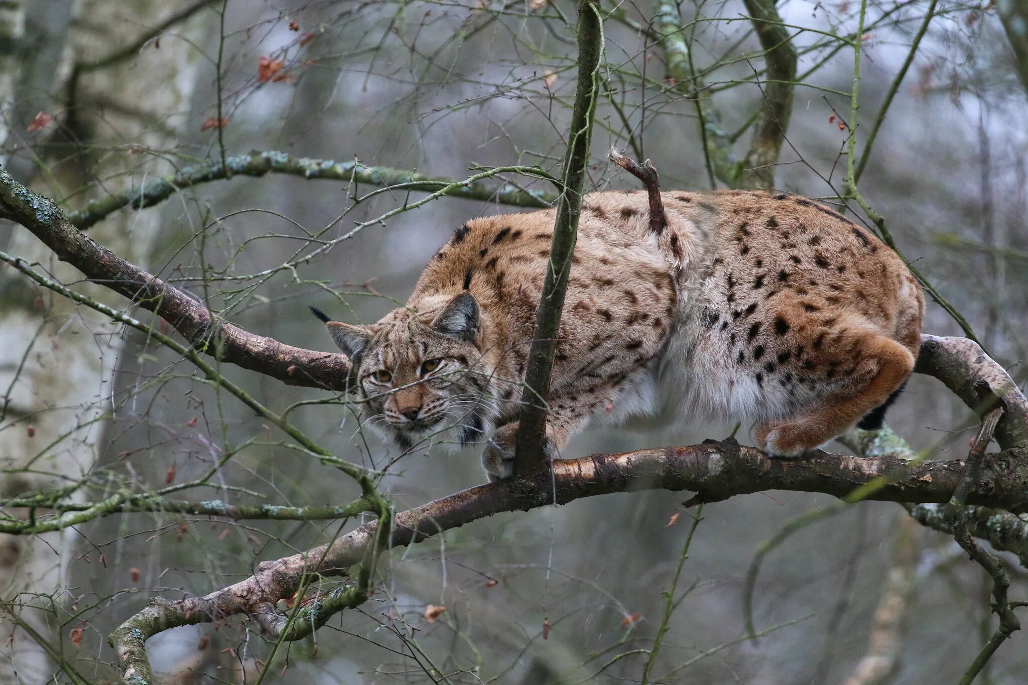 Рысь обыкновенная Lynx Lynx Linnaeus, 1758. Восточно Сибирская Рысь. Беловежская пуща Рысь. Логово рыси.