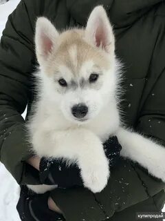 Где продать собаку быстро