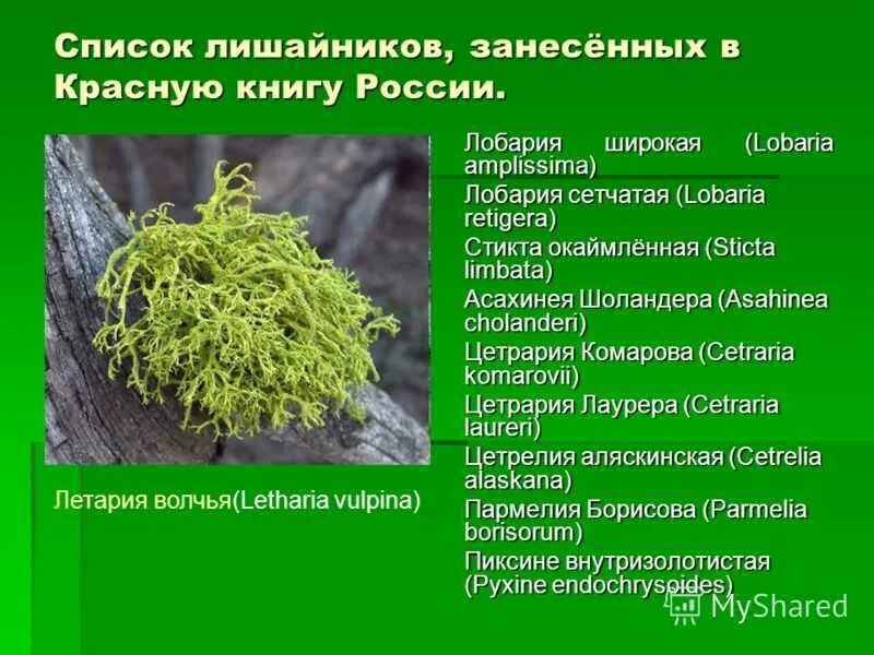 Описание лишайника по следующему плану. Летария Волчья. Летария Вульпина. Letharia лишайник. Мох сфагнум и лишайники.