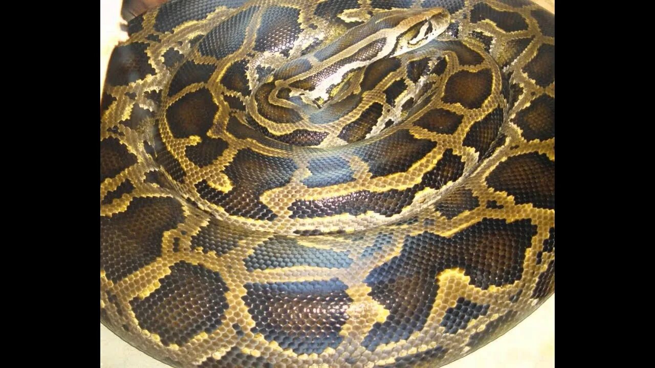 Large python