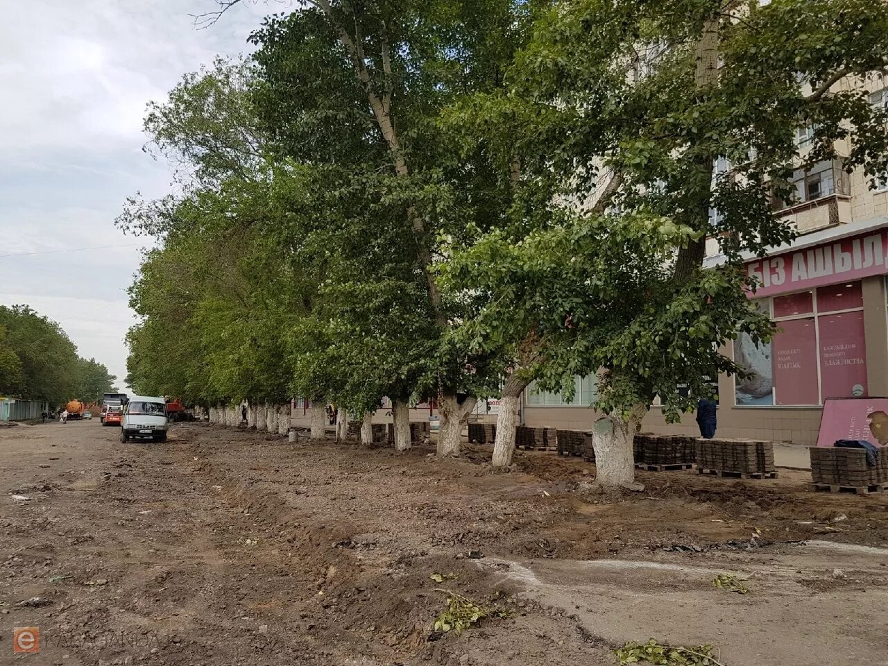 деревья мангышлака. караганда дерево. караганда большое дерево. засохшая земля. клен зелкова.