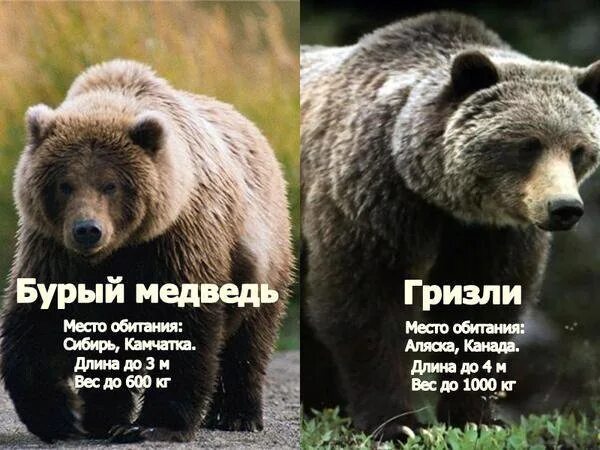 Гризли отличие от бурого. Гризли и бурый медведь отличия. Гризли или бурый. Медведь гризли и бурый разница. Атласский медведь.