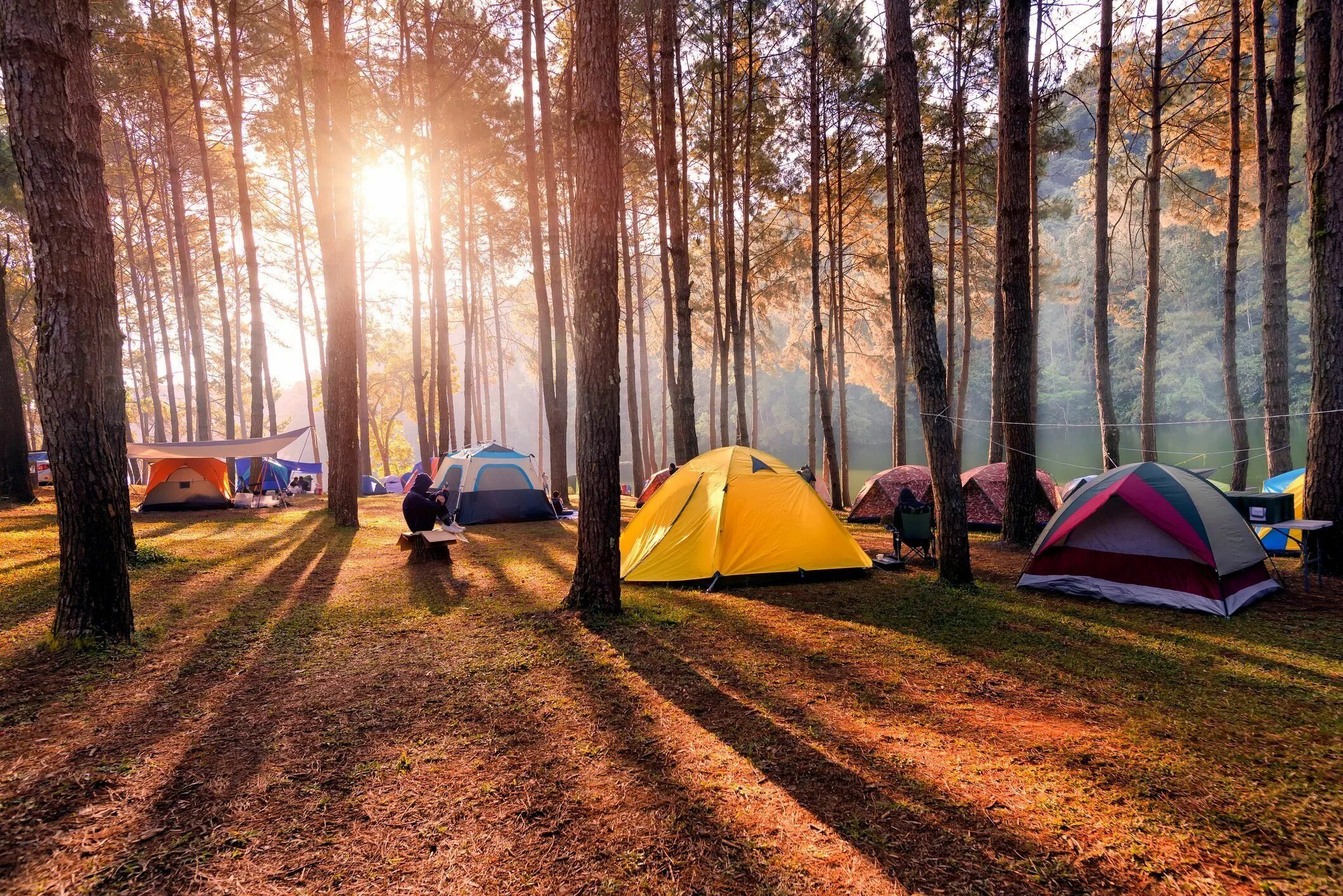 Www camping. Автокемпинг Сосновая роща. Истра кемпинг. Глэмпинг палаточный лагерь. Палаточный кемпинг Истра.