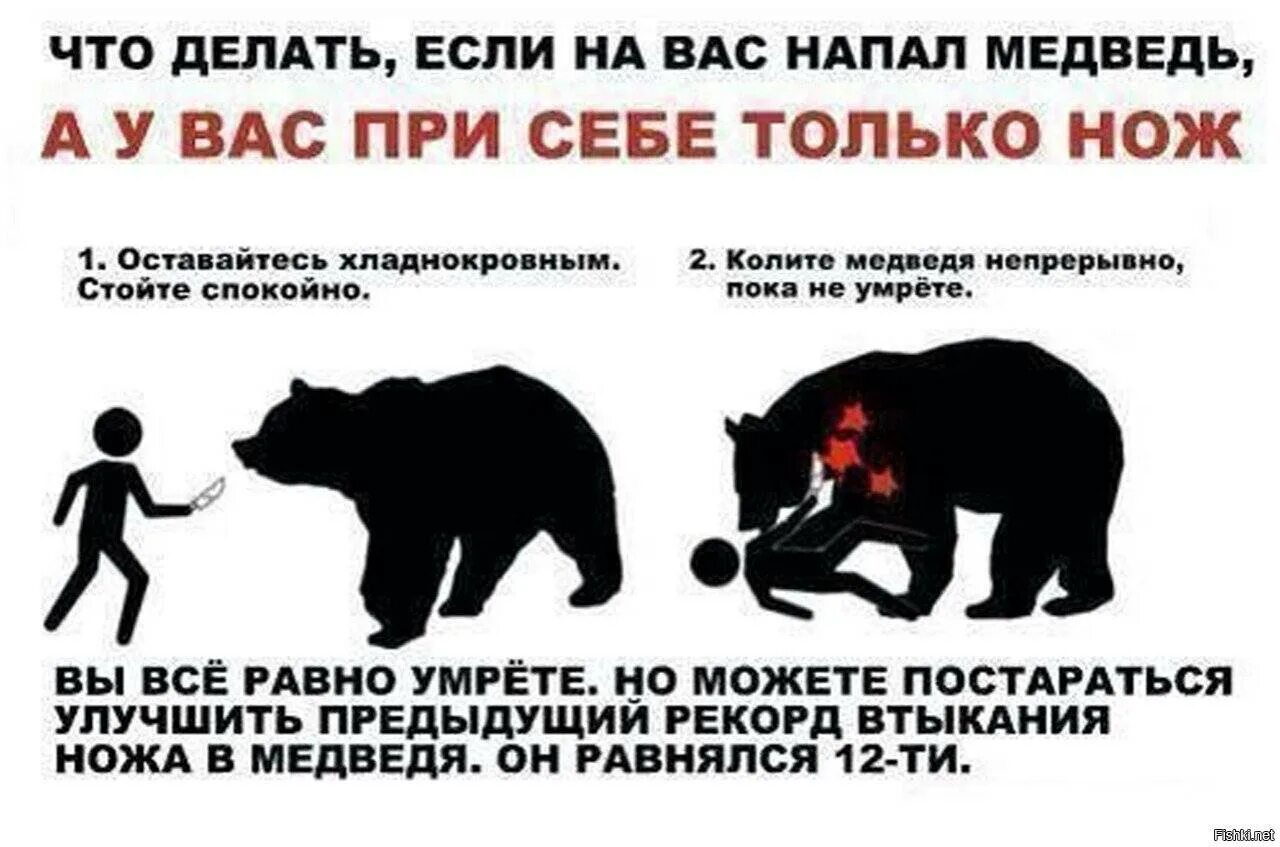 Что делать если напал медведь. Что делать если на вас напал медведь. Что делать если напал медоед.