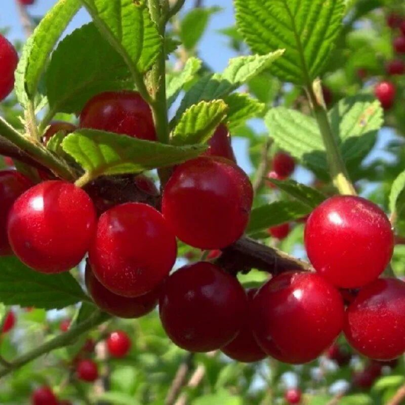 Закупаем вишню