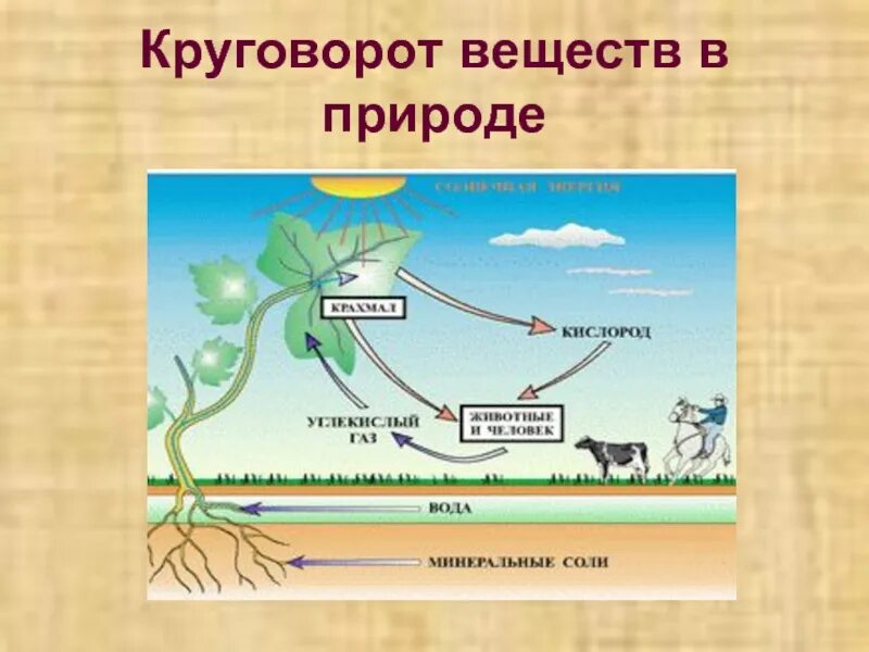 Круговорот веществ в природе география 6 класс. Схема биологического круговорота в природе. Схема биологического круговорота веществ. Круговорот веществ в природе 5 класс биология схема. Цепочка биологического круговорота веществ в природе.