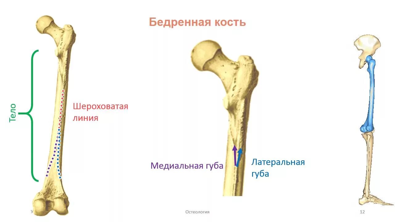 Бедренная кость кость анатомия человека. Скелет нижних конечностей бедренная кость. Проксимальный конец бедренной кости. Медиальная губа шероховатой линии бедренной кости.
