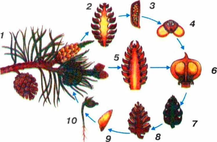Образование мужской шишки. Цикл развития мужских шишек сосны обыкновенной. Цикл голосеменных растений шишки. Схема жизненного цикла сосны. Размножение голосеменных растений схема.