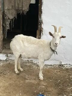 Стриптерлер жалаңаш жалаңаш