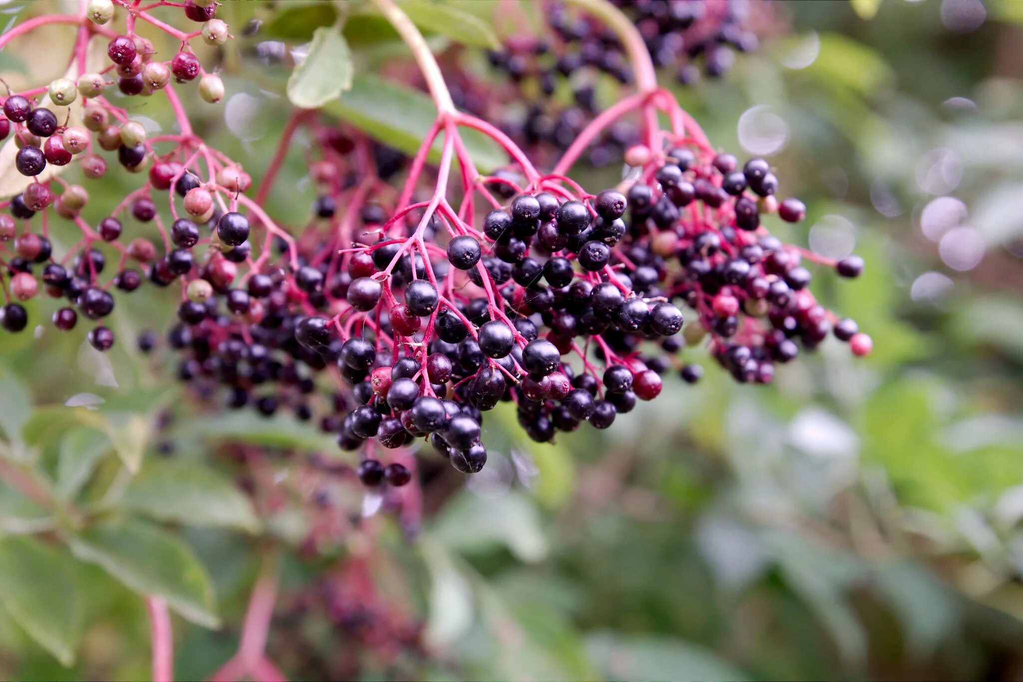 Бузина блэк бьюти. Elderberry. Бузина черноплодная. Бузина блэк бьюти. Elderberry.