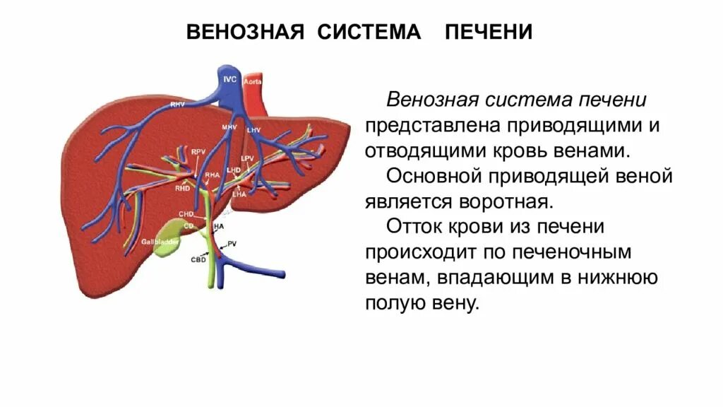 Какая вена в печени. Портальная система печени анатомия. Система воротной вены печени рисунок. Венозный отток от печени осуществляется в Вену.