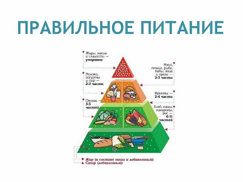 Являются важной составной частью живого организма. Пирамида здорового питания белки жиры углеводы. Пирамида белков жиров и углеводов. Каково Назначение пирамиды питания. Биологическое значение в питании белков жиров углеводов.