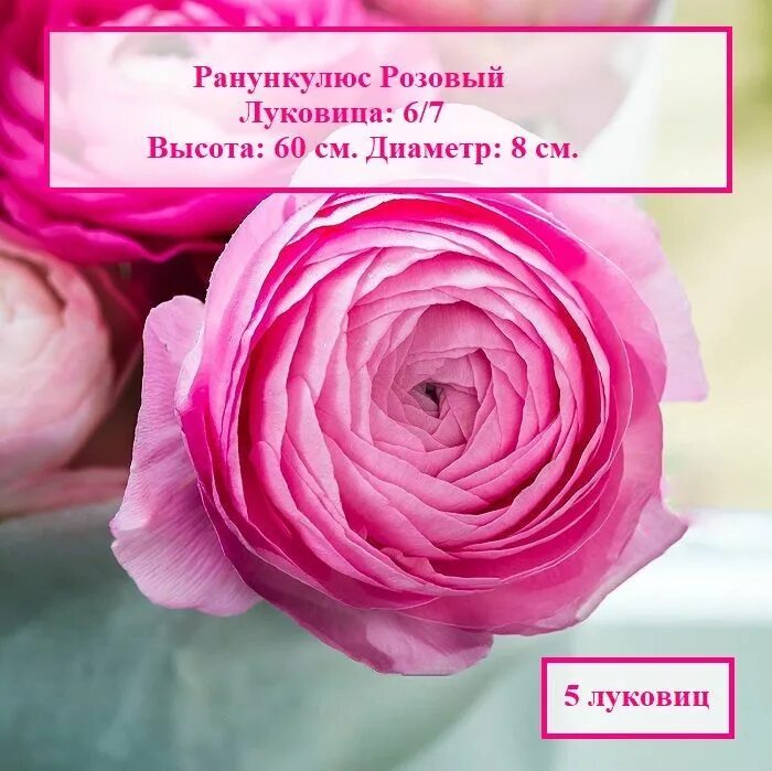 Луковицы Лютик (Ранункулюс садовый) BOTANICA-garden купить по выгодной цене в ин