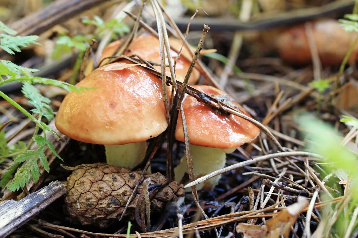 Осенние грибы маслята. Маслята грибы в Сосновом лесу. Маслята в Сосновом Бору. Грибы маслята в лесу. Сосновые грибы маслята.