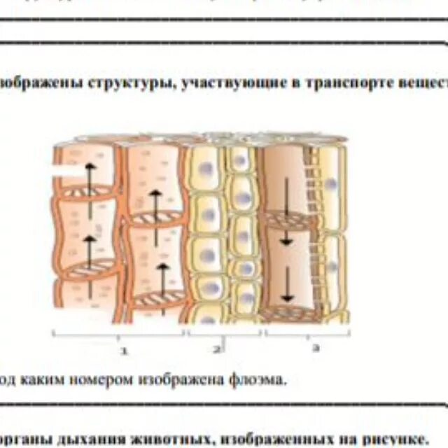 На рисунке изображены рисунке структуры участвующих