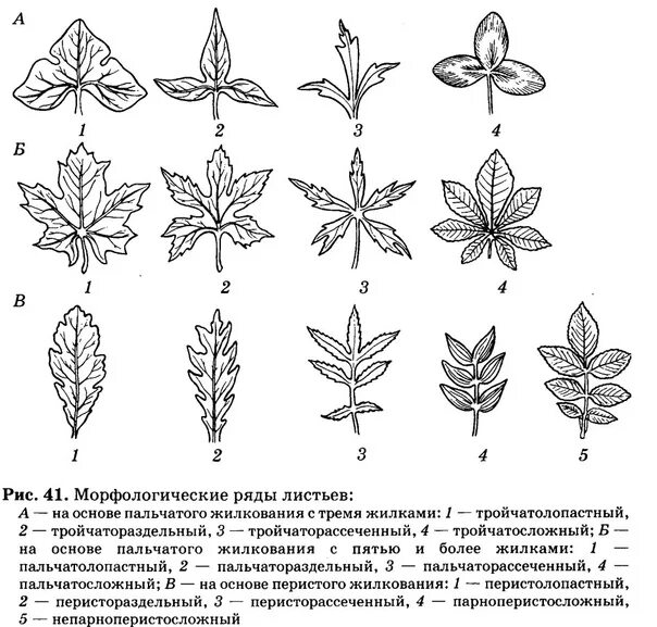 Перисто рассеченная форма листа. Перисто рассеченные жилкование. Лировидно перисто рассеченные листья. Пальчато лопастные листья. Пальчато раздельный лист.