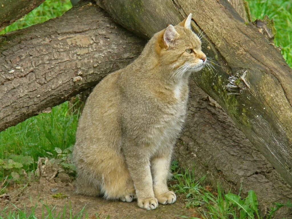 Европейская Дикая Лесная кошка. Европейский дикий Лесной кот. Лесной камышовый кот. Кавказский камышовый кот.