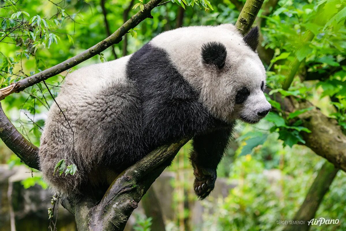 Panda falling trees