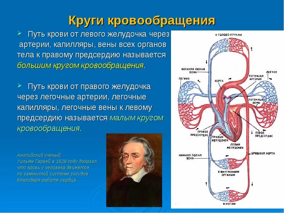 Последовательность прохождения лекарственного препарата