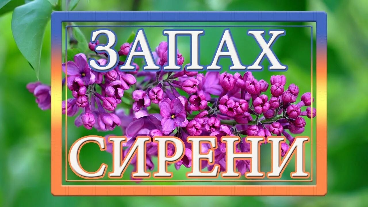 Плыл по городу запах сирени песня слушать. Запах сирени. Запах Серенье. Запах сирени песня. Песня аромат сирени.