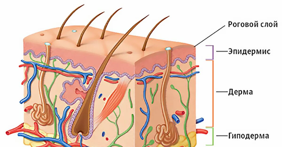 В собственно коже отсутствует пигмент. Строение кожи эпидермис дерма. Эпидермис дерма гиподерма. Кожа схема эпидермис дерма. Кожа человека.