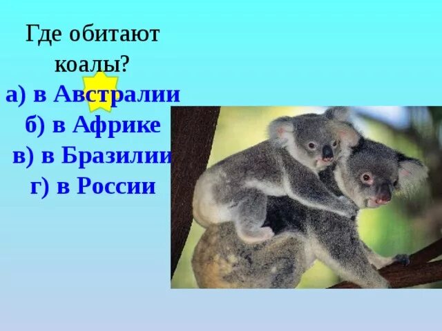 Коала где обитает на каком. Коала обитает. Где обитает коала. Где водятся коалы в какой стране. Где обитает сумчатый медведь коала.