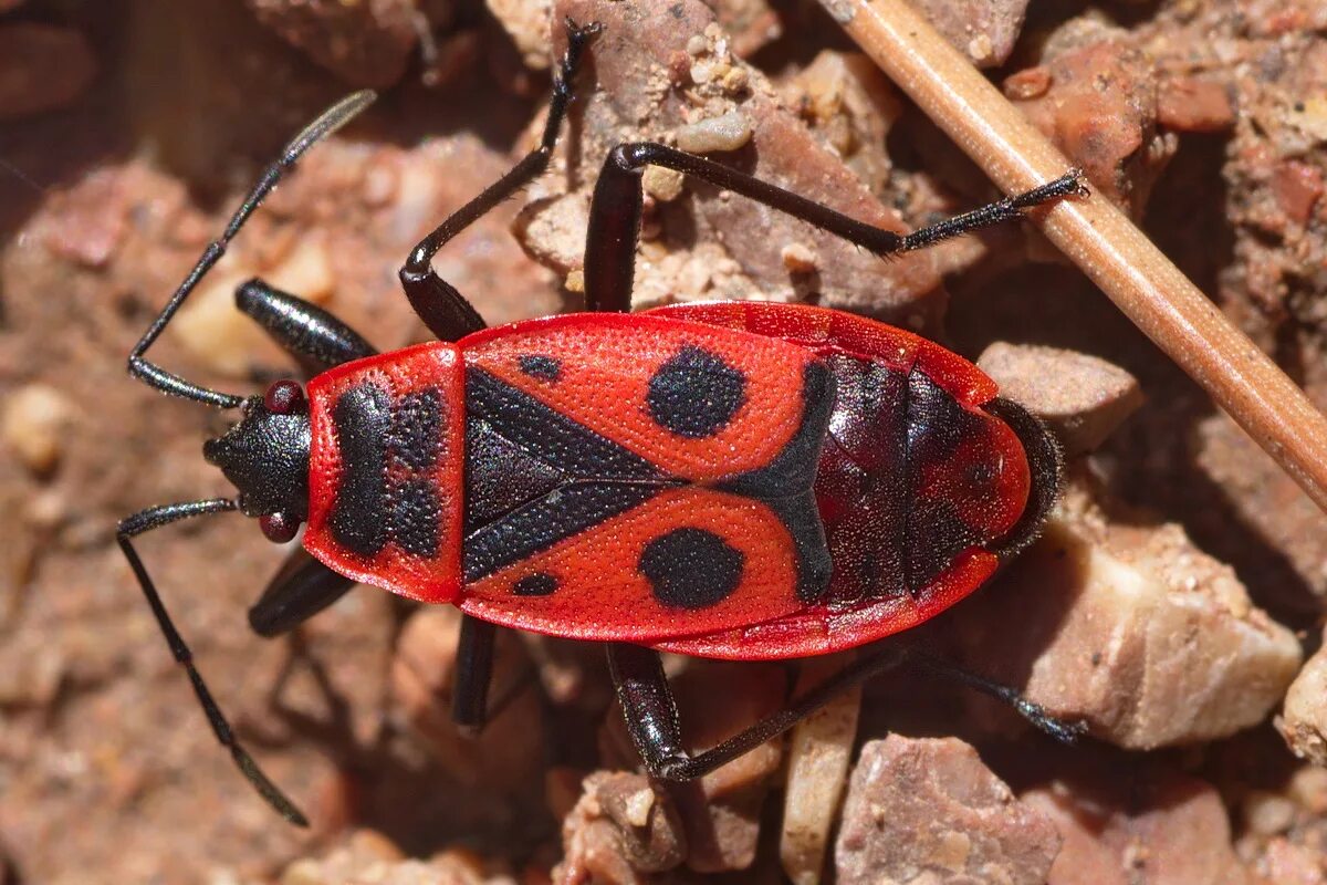 Насекомые солдатики фото. Жук красноклоп солдатик. Клоп-солдатик – Pyrrhocoris apterus. Жук клоп солдатик красный. Жук пожарник клоп солдатик.