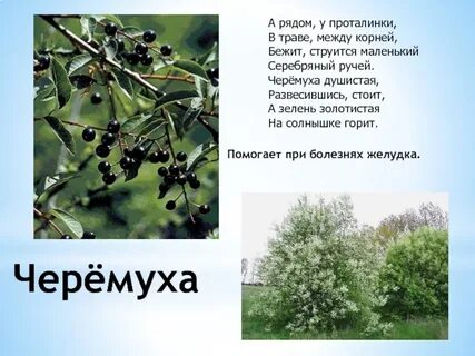Развесившись стоит
