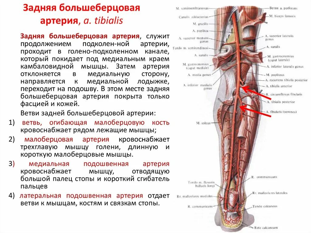 Малоберцовая артерия схема. Малоберцовая артерия (a. Fibularis):. Проекция задней большеберцовой артерии. Задняя большеберцовая артерия схема. Статья артерия жизни по дну чего