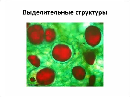Выделительные ткани какие