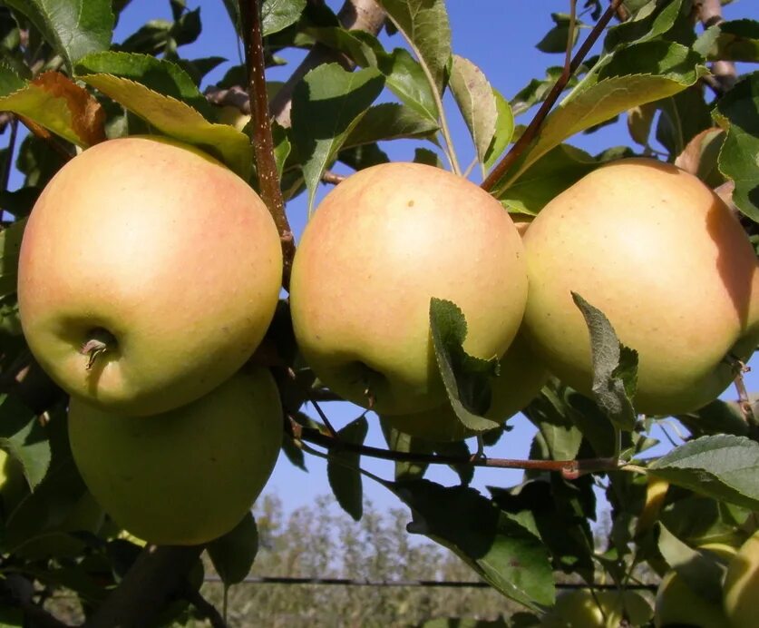Сорт яблони голден делишес. Сорт яблони голден делишес. Яблоня сорт голден. Яблоня голд миллениум. Саженцы яблони голден делишес.