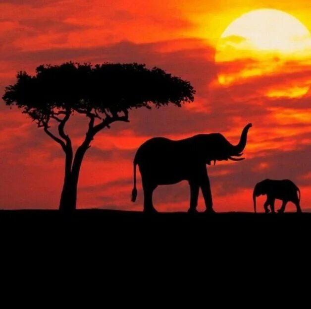 Слоны на закате. Картина слоны на закате. Африканские слоны на закате. Африканские животные на закате.