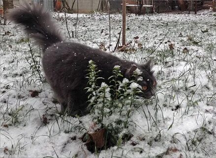 Котобаз 136