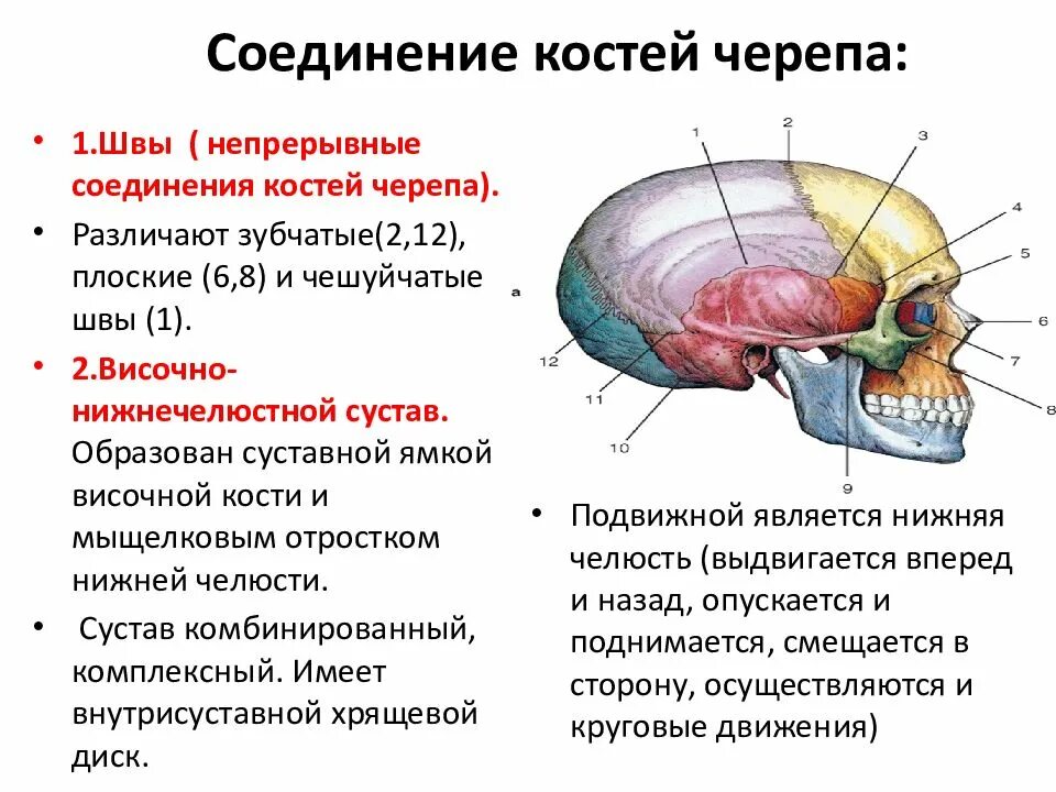 Подвижное соединение в черепе