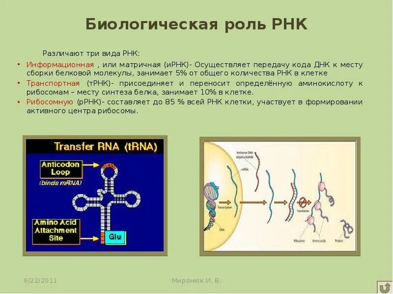 Строение и биологическая роль ТРНК. Структура и биологическая роль ТРНК. Биологические свойства РНК биохимия. Строение и функции МРНК, ТРНК, РРНК.