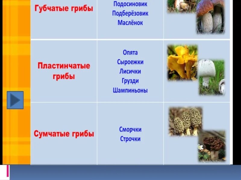 Грибы делятся на группы. Грибы классификация. Виды грибов губчатые пластинчатые сумчатые. Виды грибов таблица.