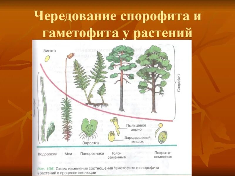 Преобладание гаметофит и спорофит. Эволюция гаметофита и спорофита схема. Эволюция гаметофита растений. "Эволюция гаметофита и спорофита в процессе эволюции. Схема изменения гаметофита и спорофита.