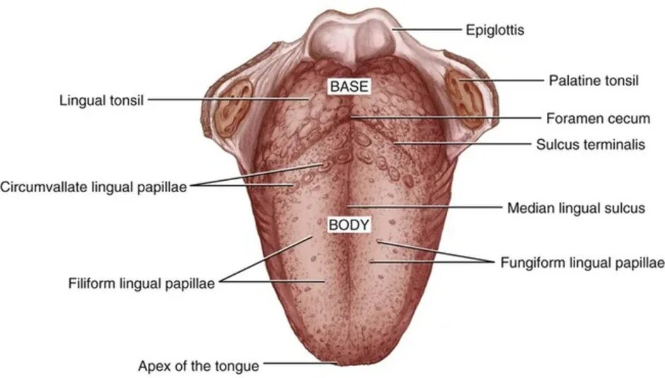 Сосочки языка анатомия латынь. Структуры языка анатомия. Строение языка анатомия латынь. State tongue