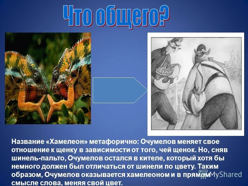 заголовок рассказа хамелеон. йеменский хамелеон среда обитания. почему назван хамелеон. почему назван хамелеон. почему рассказ называется хамелеон.