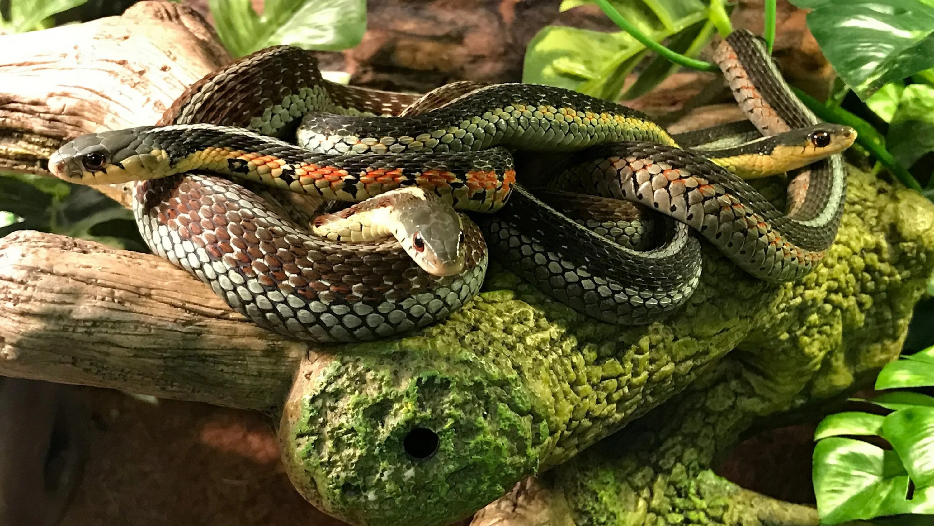 Подвязочная змея (Thamnophis sirtalis). Змея в террариуме. Подвязочная змея в террариуме. Змея на дереве.