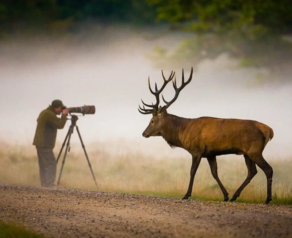 Наблюдать жизнь животных. Фото охота на животных в дикой природе. фотосъемка диких животных. фотографы животных в дикой природе. марал и человек.