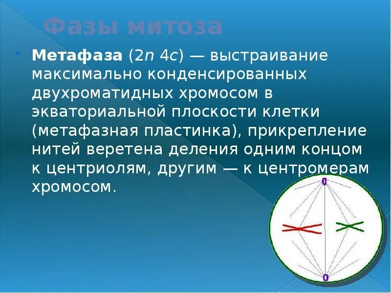В метафазе хромосомы двухроматидные